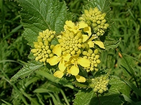 Hardal Otu Kullanımı ve Faydaları Nelerdir?