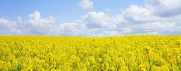 Hardal Tohumu Yağı Kullanımı ve Faydaları Nelerdir?