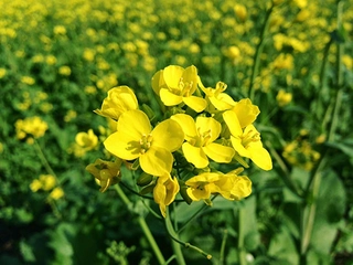 Hardal Bitkisi Türleri ve Özellikleri